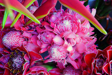 Bunches Of Pink And Red Torch Ginger Flower (Etlingera Elatior)
