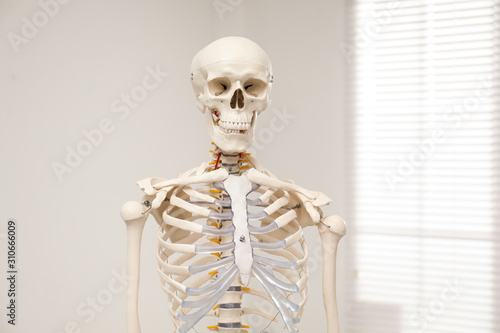 Fotografía Artificial human skeleton model near window indoors