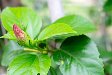 Wall Mural - Red hibiscus are not blooming.