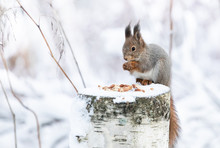 Red Squirrel Is Eating Peanuts On A Feeding Place