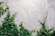 © boonyawat - the tree climbing on the wall . natural leaf background green tree on the wall texture