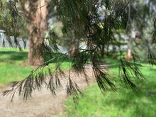 The Needle Like Leaves Of A Native Australian Tree