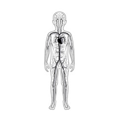 Poster - circulatory system anatomy