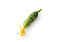 Flower And Ovary Of Young Cucumber On White Background