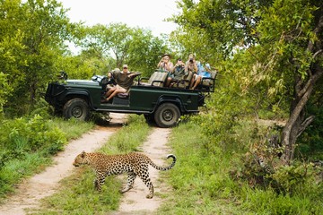 Wall Mural - Leopard Crossing Road With Tourists In Background