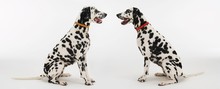Two Dalmatians Sitting Face To Face