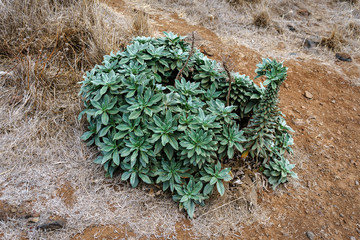 Wall Mural - Coastal Daphne gnidium plant growing wild in Madeira