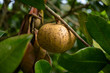 Abricot Pays Antillais murissant sur une branche d'abricotier