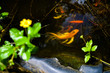 Carpes japonaises Koi nageant dans un étang artificiel, vue de dessus