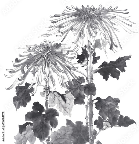 菊 糸菊 イラスト 水墨調 Stock イラスト Adobe Stock