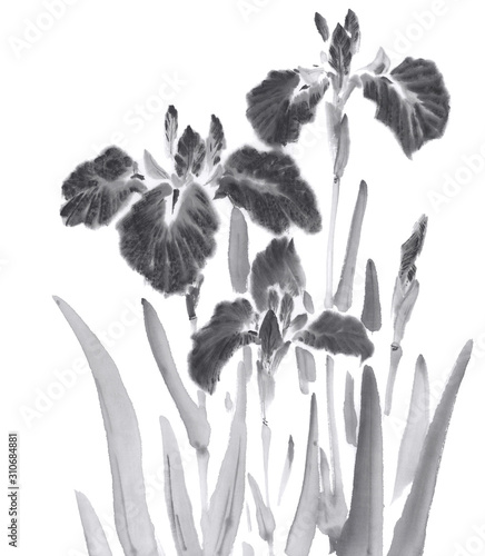 花菖蒲 イラスト 水墨調 Stock イラスト Adobe Stock 花菖蒲 イラスト 水墨調 Stock イラスト Adobe Stock