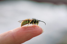  Small Striped Dangerous Insect Wasp Stings A Man's Finger With A Sharp Needle In A Summer Garden
