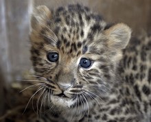 Snow Leopard With Cub Free Stock Photo - Public Domain Pictures