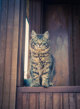 Fluffy Tabby Cat Sitting Outdoor At The Terrace. Toned Image In Retro Style