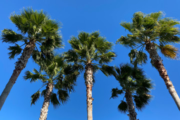 palm tree against blue sky