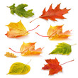 Collection of fallen autumn leaves in warm yellow-red and green tones isolated on a white background