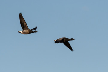 Wall Mural - Brent Gooses in fly on a sky. Their Latin name is Branta bernicla.