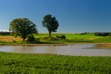 Trees And Pond On Soybean Farm Fields With Canada Geese Under Blue Sky