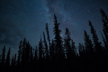 blue night sky stars and milky way with towering pine trees