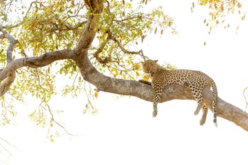 Canvas Print - Leopard laying on a tree while looking at the camera