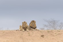 Two Lions Laying On The Top Of The Hill While Looking Around