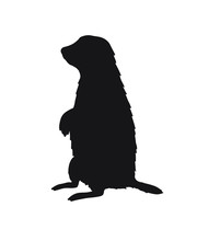 Vector Black Groundhog Marmot Silhouette Isolated On White Background