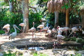 group of flamingos standing in pond between green plants in bird park, bali, ubud, indonesia