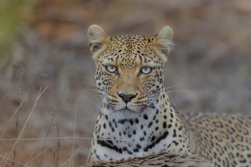 Poster - Closeup shot of a cheetah looking at the camera