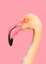 Beautiful Pink Flamingo On A Pink Background, Portrait Of A Bird