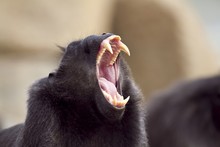 Closeup Shot Of A Baboon Screaming With Its Mouth Wide Open And Sharp Teeth