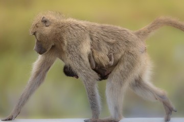 Wall Mural - Closeup shot of a monkey walking with its baby handing from it