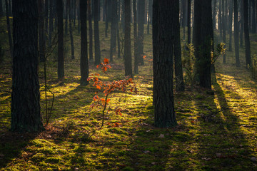 Wall Mural - Autumn forest on a foggy and sunny day, Chojnowski Landscape Park, Poland