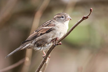 Sparrow And Branch