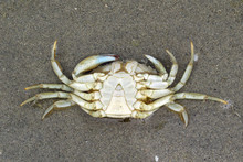 Close-up Of A Dead Sea Crab Lying On Upside Down On The Sandy Beach At Low Tide
