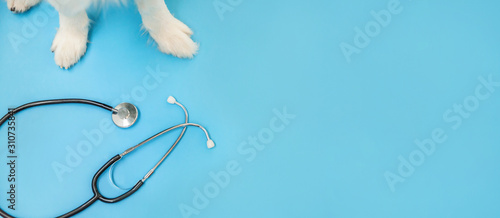 Fototapeta na szkło Szczeniak pies rasy border collie łapy i stetoskop na białym tle na niebieskim tle. Mały pies w recepcji lekarza weterynarii w klinice weterynarza. Pojęcie opieki zdrowotnej i zwierząt domowych Banner