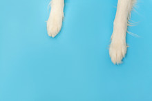Funny Puppy Dog Border Collie Paws Close Up Isolated On Blue Background. Pet Care And Animals Concept. Dog Foot Leg Overhead Top View. Flat Lay Copy Space Place For Text.