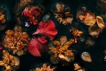 Flowers That Have Fallen From The Trees And Float In Stagnant Water That Looks Like A Picture
