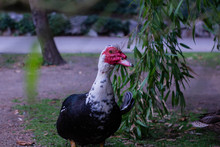 Black Turkey Duck In A Park Posing