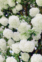 White Hydrangeas