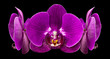 Orchid Crown