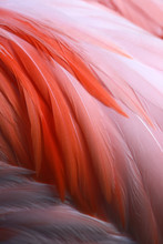 Close Up Of Vibrant Pink Flamingo Feathers