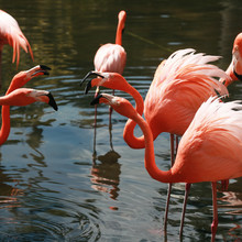 Group Of Pink Flamingos Expressing Dominance During Mating Season