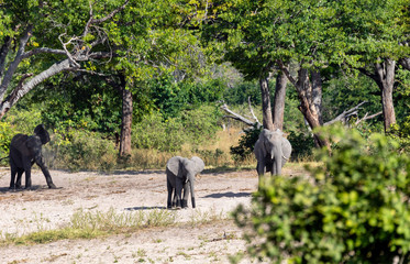 Wall Mural - african elephant, namibia, africa safari wildlife