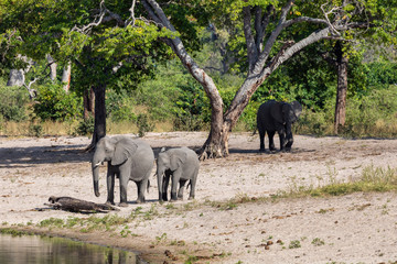 Wall Mural - african elephant, namibia, africa safari wildlife