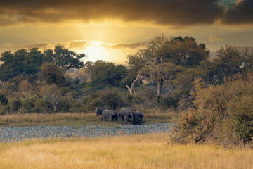 Wall Mural - african elephant, namibia, africa safari wildlife