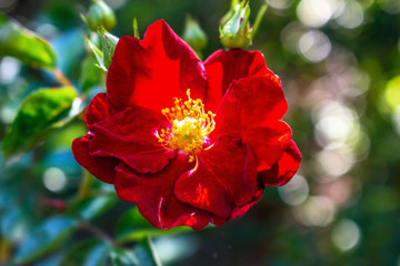 Red Wild Rose