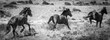 © Travelpix/Stocksy - Wild horses at full tilt