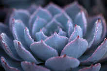 Close Up Of Beautiful Echeveria Succulent Plants Covered With Raindrops
