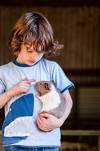 Small Boy Holding A Cute Guinea Pig