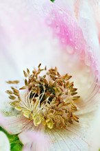 Yellow Reproductive Organs Inside Pink Anemone With Water Drops